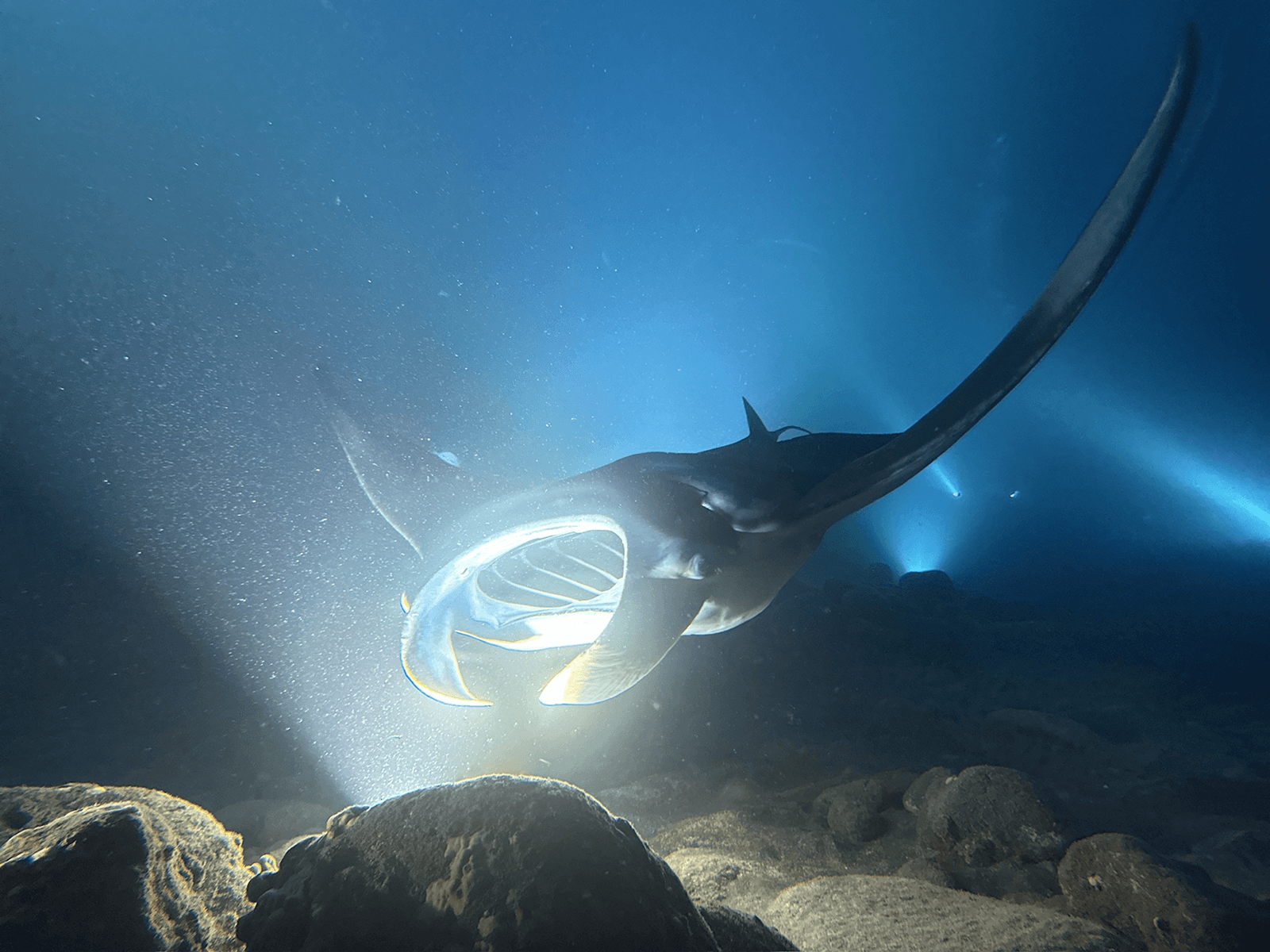 Manta ray underwater